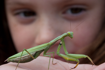 European Praying Mantis _F2B2906